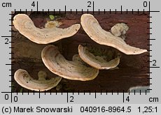 Stereum subtomentosum (skórnik aksamitny)