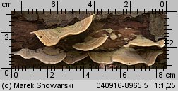 Stereum subtomentosum (skórnik aksamitny)