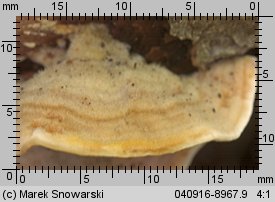 Stereum subtomentosum (skórnik aksamitny)