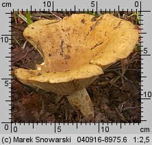 Lactarius scrobiculatus (mleczaj dołkowany)