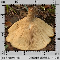 Lactarius scrobiculatus (mleczaj dołkowany)