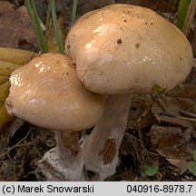 Unidentified-Cortinarius