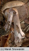 Unidentified-Cortinarius