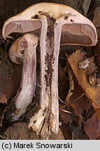 Unidentified-Cortinarius