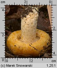 Lactarius scrobiculatus (mleczaj dołkowany)