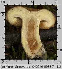 Lactarius scrobiculatus (mleczaj dołkowany)