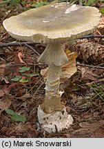 Amanita phalloides (muchomor zielonawy)