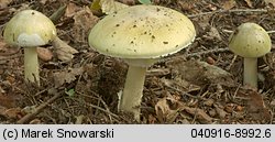 Amanita phalloides (muchomor zielonawy)