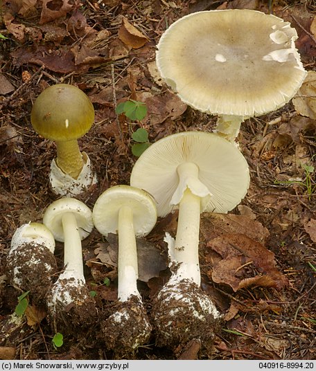 Amanita phalloides (muchomor zielonawy)