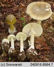 Amanita phalloides (muchomor zielonawy)