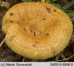 Lactarius scrobiculatus (mleczaj dołkowany)