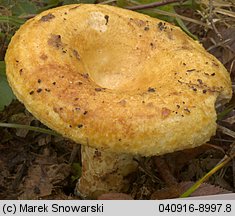 Lactarius scrobiculatus (mleczaj dołkowany)