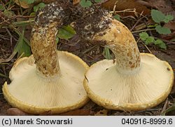 Lactarius scrobiculatus (mleczaj dołkowany)