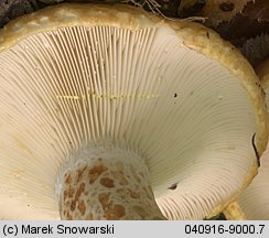 Lactarius scrobiculatus (mleczaj dołkowany)