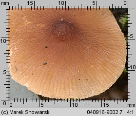 Pluteus nanus (drobnołuszczak malutki)