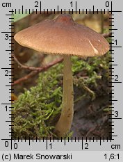 Pluteus nanus (drobnołuszczak malutki)