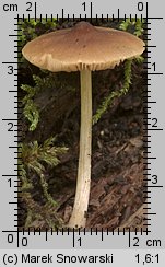 Pluteus nanus (drobnołuszczak malutki)