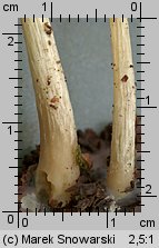 Pluteus nanus (drobnołuszczak malutki)