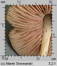 Pluteus nanus (drobnołuszczak malutki)