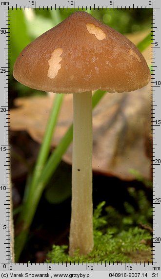 Pluteus nanus (drobnołuszczak malutki)