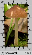 Pluteus nanus (drobnołuszczak malutki)