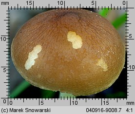 Pluteus nanus (drobnołuszczak malutki)