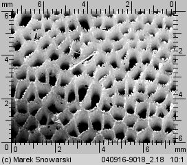 Unidentified-Polyporoid-etc (niezidentyfikowane)