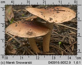 Unidentified-Cortinarius