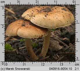 Unidentified-Cortinarius