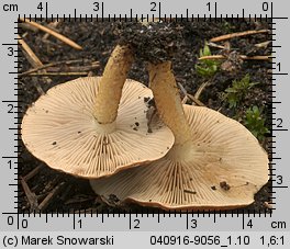 Unidentified-Cortinarius