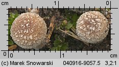 Psathyrella pennata (kruchaweczka wypaleniskowa)