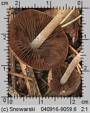 Psathyrella pennata (kruchaweczka wypaleniskowa)