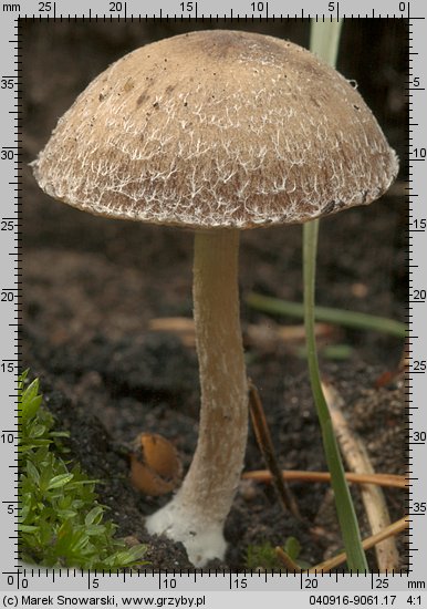 Psathyrella pennata (kruchaweczka wypaleniskowa)