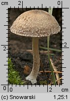 Psathyrella pennata (kruchaweczka wypaleniskowa)