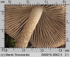 Psathyrella pennata (kruchaweczka wypaleniskowa)