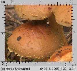 Unidentified-Cortinarius