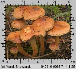 Unidentified-Cortinarius