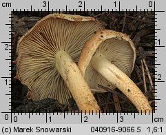 Unidentified-Cortinarius