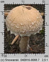 Psathyrella pennata (kruchaweczka wypaleniskowa)