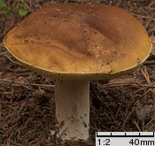 Boletus edulis (borowik szlachetny)