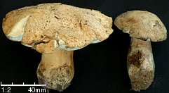 Gyroporus cyanescens (piaskowiec modrzak)