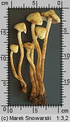 Unidentified-Cortinarius