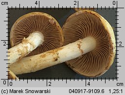 Unidentified-Cortinarius