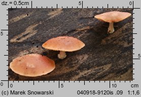 Rhodotus palmatus (żyłkowiec różowawy)