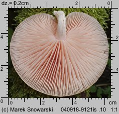 Rhodotus palmatus (żyłkowiec różowawy)