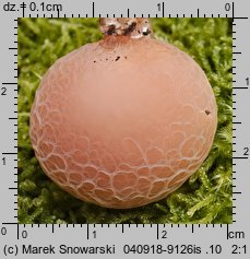 Rhodotus palmatus (żyłkowiec różowawy)