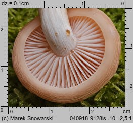 Rhodotus palmatus (żyłkowiec różowawy)