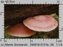 Rhodotus palmatus (żyłkowiec różowawy)