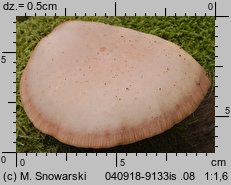 Rhodotus palmatus (żyłkowiec różowawy)