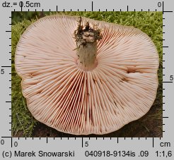 Rhodotus palmatus (żyłkowiec różowawy)